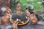 다람쥐들의 해바라기씨 잔치