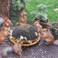 다람쥐들의 해바라기씨 잔치