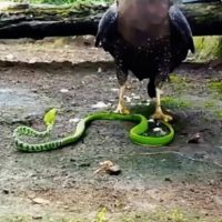 뱀 잡는 매형