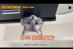 한국에서 가장 인기 있는 고양이