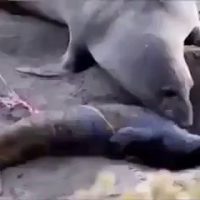 죽은줄 알앗던 새끼가 살아있는걸 알게된 바다표범