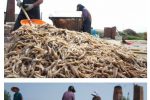 혐주의) 중국의 새우 공장