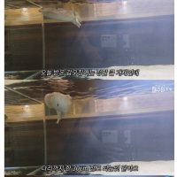 대형 갑오징어를 집안수족관에서 키울수 없는 이유