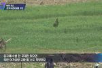 중국 남자한테 쌀 한포대에 팔리는 북한여자들
