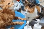 고양이 목욕 근황