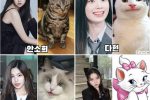 [기타] JYP 토끼상 고양이상 계보