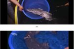 한국에서 멸종됐던 임금님 드시던 물고기