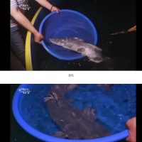 한국에서 멸종됐던 임금님 드시던 물고기
