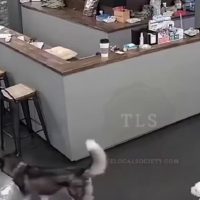 (SOUND)혐)강아지 카페에서 대형견을 조심해야 하는 이유