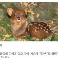 새끼 사슴으로 잘못알고 있는 멸종위기동물.jpg