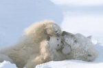 어미 북극곰과 새끼 북극곰