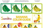 바나나 색깔별 상태
