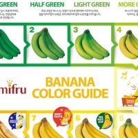 바나나 색깔별 상태
