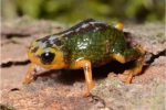 브라질 남부에서 1cm 크기의 새로운 개구리 발견
