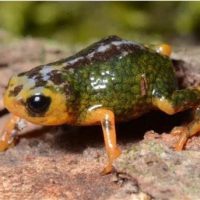 브라질 남부에서 1cm 크기의 새로운 개구리 발견