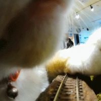 일본에서 고양이때문에 열차 탈선된 대형사고 일어남