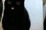 검은 고양이 메롱
