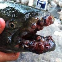 [혐] 후쿠시마에서 발견된 암 걸린 물고기