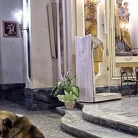 강아지가 매일 성당에 나오는 이유
