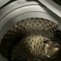 세탁기 안 고양이를 꺼내기