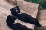 중국 동물원 논란중인 영상 ㄷㄷ
