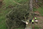 현재 영국에서 난리난 나무 참수 사건 ㄷㄷ..jpg