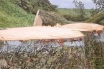 사진 공개되고 발칵 뒤집힌 영국 나무