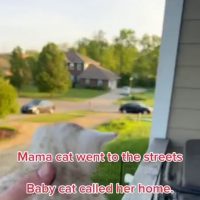 (SOUND)집 나간 어미 고양이를 불러오는 방법
