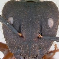 (혐 주의)개미 정면 확대사진