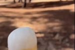 (SOUND)ㅇㅎ?) 백인 여자가 아이스크림 먹는법