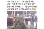 생선 사러 매일 오는 냥이