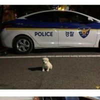 버려진 강아지를 확대한 경찰 ㄷㄷ