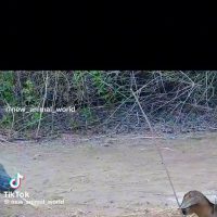 (SOUND)혐) 코모도왕도마뱀이 먹이 먹는 영상.