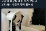 [혐]고양이 화장실 대참사.jpg