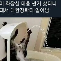 [혐]고양이 화장실 대참사.jpg