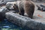 물에 빠진 새 구해주는 곰