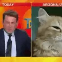 실수로 뉴스 화상인터뷰에 참여한 고양이