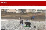 [뉴스] 일본 홋카이도 해변 뒤덮은 물고기 사체