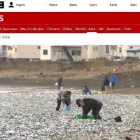 [뉴스] 일본 홋카이도 해변 뒤덮은 물고기 사체
