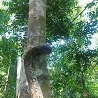 뱀이 나무 타는 방법