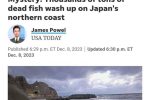 물고기 사체로 발칵 뒤집힌 일본 근황