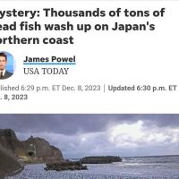 물고기 사체로 발칵 뒤집힌 일본 근황