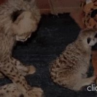 미어캣과 자란 치타