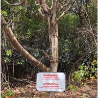 마계 호주의 위험한 식물들.