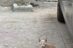 이집트, 요르단 고양이 모음집