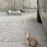 이집트, 요르단 고양이 모음집