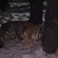 (SOUND)추운 겨울 눈 위에서 자고 있는 고양이