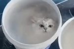 물속성 고양이