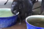 (SOUND)욕조를 본 아기 코끼리 반응