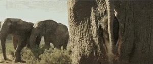 19금 코끼리 영화